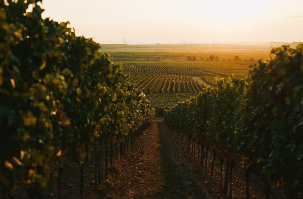 Kirchspiel - Westhofen - Rheinhessen - Riesling - Single Vineyard - Organic - Vegan - Holy Wines